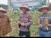 Panen 1 Ton Jagung di Batang Kulim, Polsek Pkl Kuras Kawal Swasembada Pangan 2026