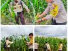 Polsek Bandar Seikijang Kawal Ketahanan Pangan  1,5 Ha Jagung Pipil PT CDS Tumbuh Subur