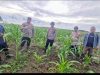Polsek Kuala Kampar Kawal 15 Ha Jagung Pipil di Sungai Solok dalam Rangka Swasembada  Pangan