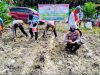 Polsek Ukui Tanam Jagung Pola Tumpang Sari di Lubuk Kembang Sari: Dukung Swasembada Pangan Kuartal II 2026