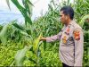 Polsek Pangkalan Kuras Progres Jagung 12 Hektar di Sialang Indah, Polri Siap Kawal Ketahanan Pangan