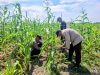 Polsek Kuala Kampar Kawal 15 Hektar Jagung di Sungai Solok, Dukung Ketahanan Pangan Nasional