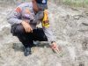 Polsek Ukui Cek Jagung 4 Hektar di Kampung Baru, Kawal Ketahanan Pangan Asta Cita