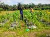 Kapolsek Bandar Sei Kijang Tegaskan Dukungan Penuh Ketahanan Pangan