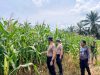 Kapolsek Pangkalan Kuras Cek Progres Jagung Ketahanan Pangan 12 Hektar di Sialang Indah, Hasil Kuartal I Tumbuh Subur