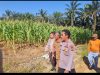 Wakapolres Pelalawan dan Kapolsek Pangkalan Kuras Cek 40 Hektare Jagung, dalam Program Ketahanan Pangan