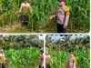Dukung Ketahanan Pangan, Polsek Ukui Monitoring Jagung Pipil Swadaya 1 Ha di Bukit Gajah