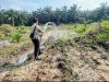 Sirami Jagung Pipil di Lahan TKD Ukui, Polri Jaga Pertumbuhan Tanaman Dalam Menjamin Swasembada Pangan