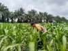 Pertumbuhan jagung 3 Ha Jagung Hibrida NK 6172 Km 55, dalam Mendukung Ketahanan Pangan Pkl Kerinci Tumbuh Subur