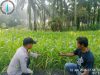 Jagung Pipil Hibrida F1, Polri Dukung Ketahanan Pangan di Pangkalan Lesung
