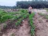 Kebun Jagung TKD Kampung Baru Tumbuh Optimal di Musim Kemarau Dukung Ketahanan Pangan
