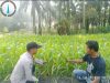 Jagung Hibrida F1 Blok 17 Rawang Sari Tumbuh Serempak, Polsek Pkl. Lesung Kawal Ketahanan Pangan