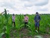 15 Hektare Jagung Pipil Poktan Senang Jaya Kuala Kampar Tumbuh Baik, Polsek Kawal Ketahanan Pangan