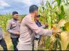 Polsek Pkl Kuras Kawal Lumbung Pangan KUD Sialang Makmur Perkuat Ketahanan Pangan