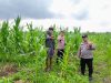 Polsek Kuala Kampar Kawal 15 Ha Lahan jagung Ketahanan Pangan