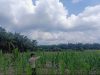Dukung Ketahaan Pangan Polsek Kerumutan Pastikan Jagung Pipil di Desa Banjar Panjang Tumbuh Subur