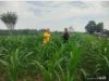 Bhabin Lubuk Ogung Kawal Jagung Pipil Usia 32 Hari, Dukung Ketahanan Pangan 8 Lewat BUMDes Ogung Mandiri Screenshot_2026-07-11-15-54-03-08_6012fa4d4ddec268fc5c7112cbb265e7~2