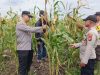 Kapolsek Kuala Kampar Tinjau Lahan Jagung 15 Ha Poktan Senang Jaya, Dukung Ketahanan Pangan di Desa Sungai Solok