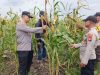Polsek Kuala Kampar Pantau Perkembangan Lahan Jagung Pipil 15 Ha mendukung ketahanan pangan