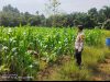 Polsek Bunut Cek Lahan Jagung Pipil 5000 M² di Desa Petani, Dukung Ketahanan Pangan